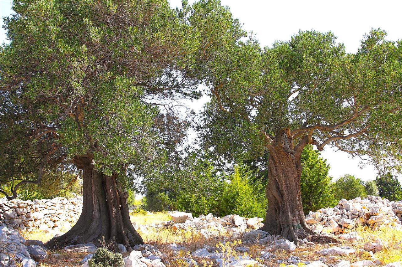 Villa Luka باغ المظهر الخارجي الصورة